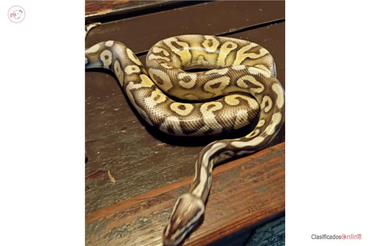 Super Pastel Yellow Belly Double Het VPI DG Puerto Rico