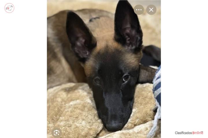 MALINOIS HEMBRA Puerto Rico