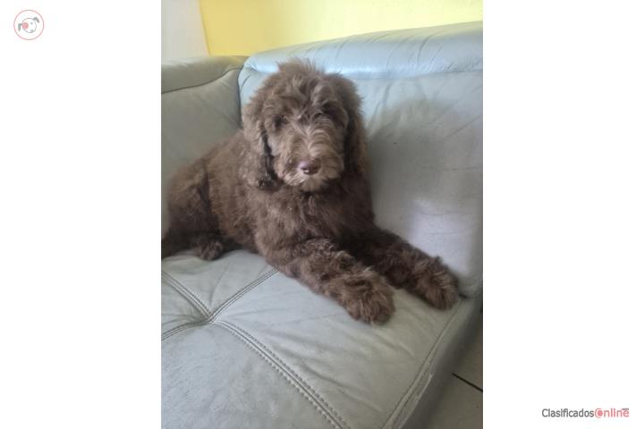 Hermoso Goldendoodle Puerto Rico