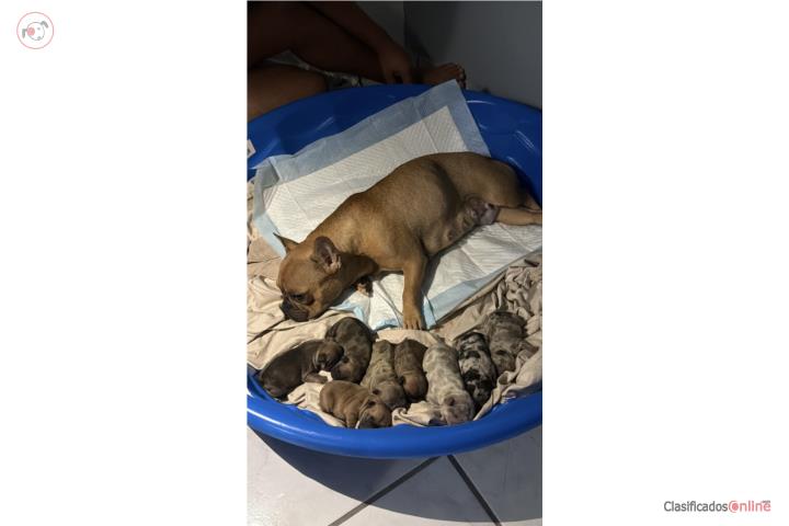 French bulldog Puerto Rico