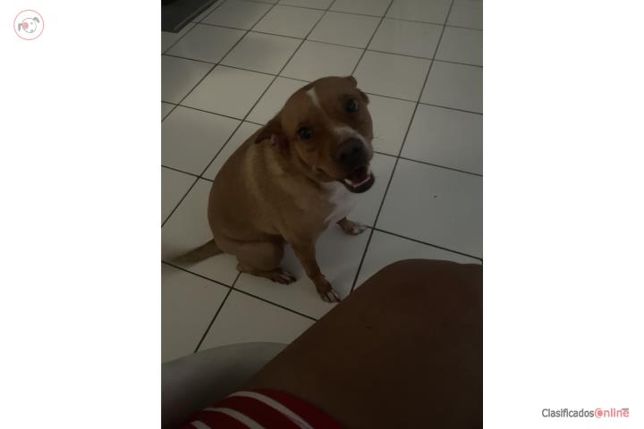 Buscando una familia  Puerto Rico