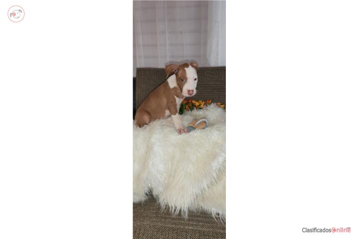 Pitbull  Puerto Rico