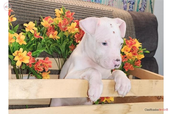 Pitbull  Puerto Rico