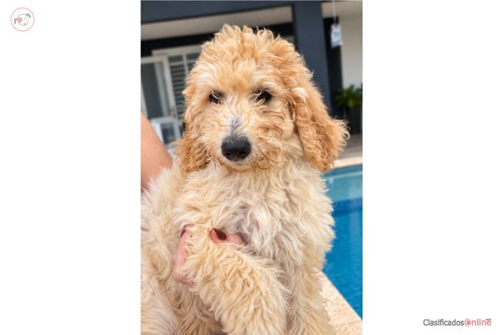 Poodle Standard  Puerto Rico