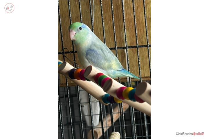 Parrotlet  Puerto Rico