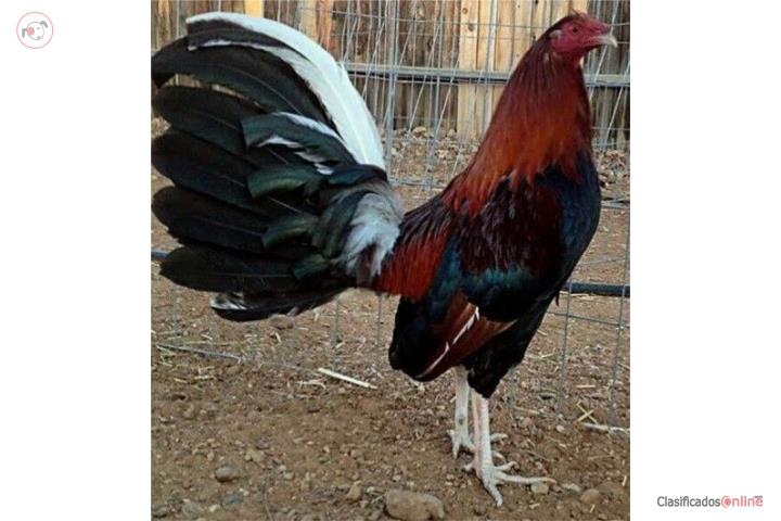 Dos padrotes probados y cuatro gallinas finas Puerto Rico
