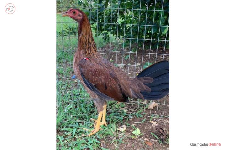 Gallinas finas para cantar escogidas Puerto Rico