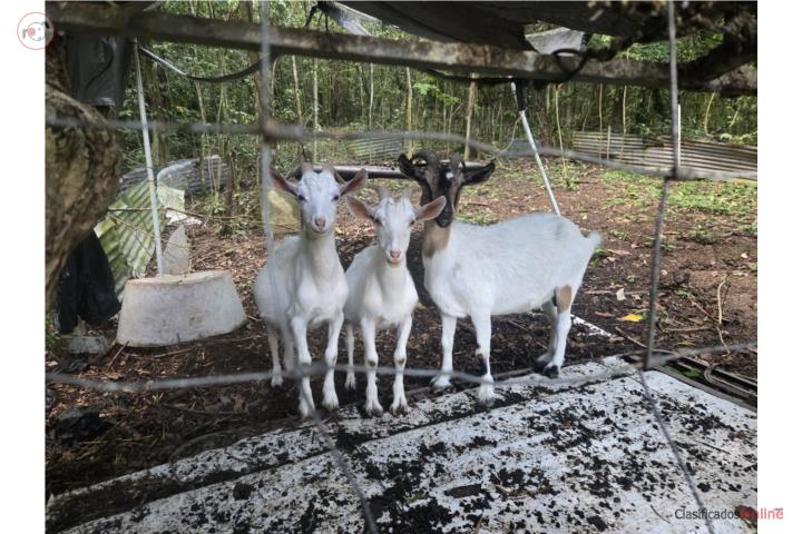 Venta de cabras Puerto Rico