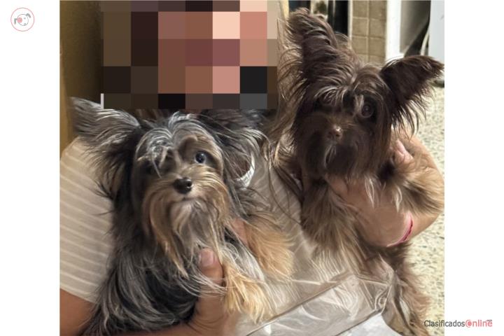 Pareja de Yorkies Chocolate y Merle Puerto Rico