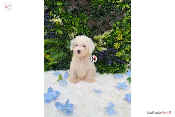 Poodle toy nene  Puerto Rico