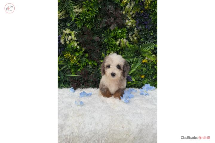 Poodle toy nene  Puerto Rico