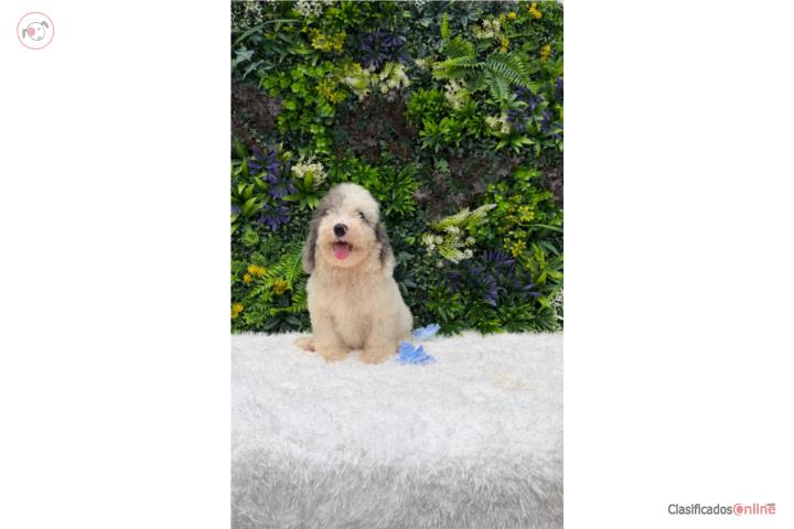 Poodle toy  Puerto Rico