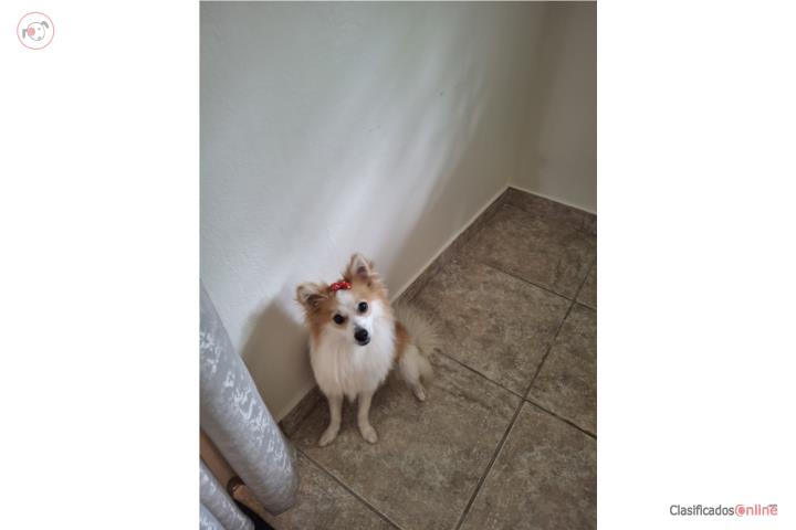 Pomeranian hembra Puerto Rico