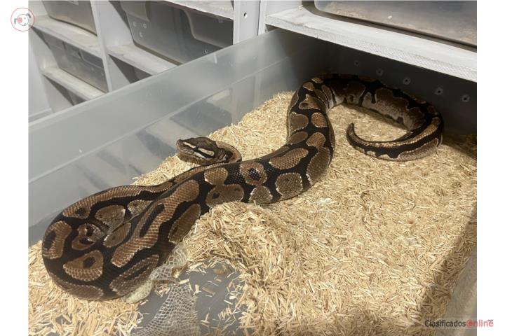 Ball pythons Puerto Rico