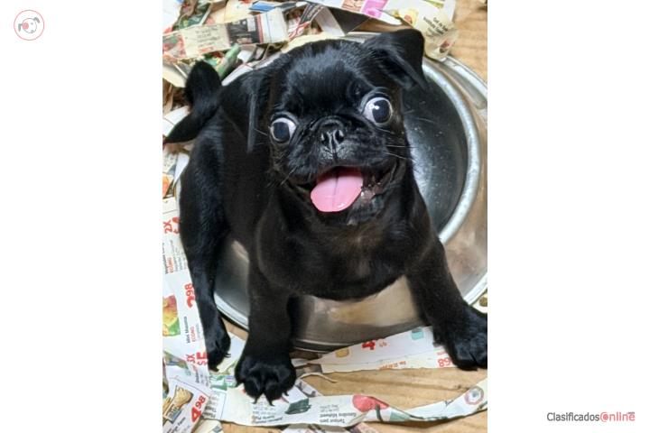 Pug Puerto Rico