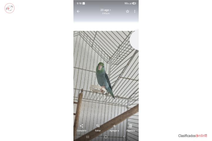 Parrotlet Puerto Rico