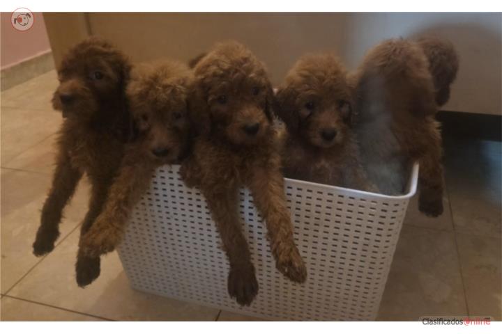 GOLDENDOODLE  MACHOS Puerto Rico