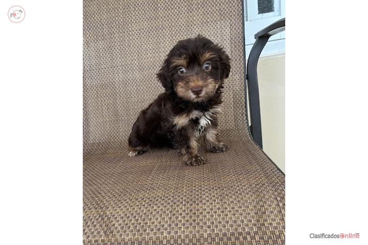 Maltipoo toy macho chocolate  Puerto Rico