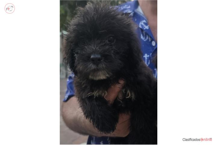 SHITZU + POODLE = SHIPOO Puerto Rico