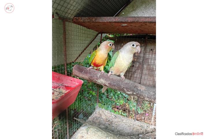 Pareja green cheek con adn  Puerto Rico