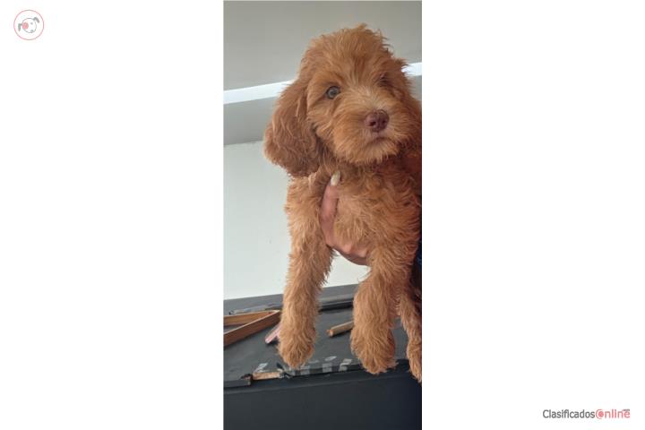 Goldendoodle Nena  Puerto Rico
