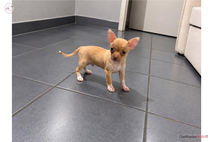 Chihuahua  Puerto Rico