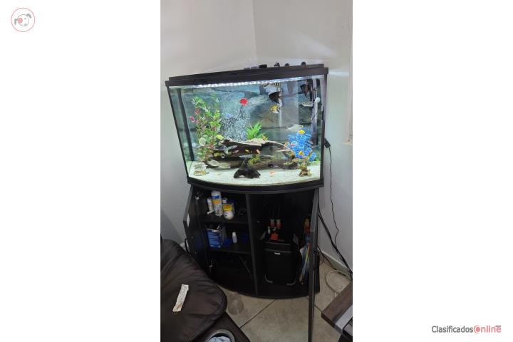 Pecera 38 Galones y peces Puerto Rico