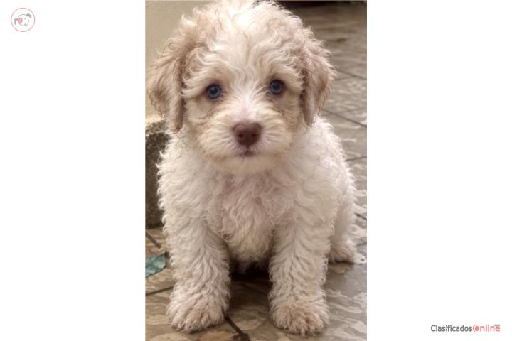 Toy poodle ojos azules blanco y crema Puerto Rico