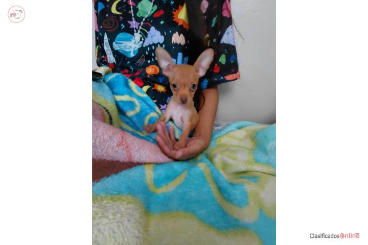 Chihuahua Puerto Rico