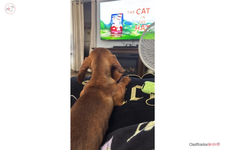 Mini salchicha  Puerto Rico
