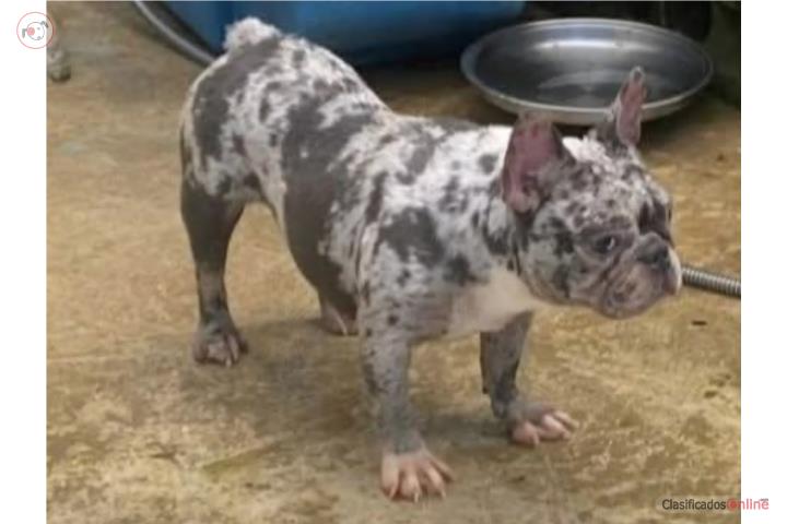 French bulldog  Puerto Rico