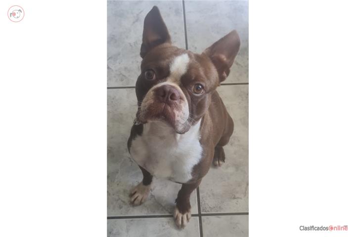 Boston terrier chocolate padrote Puerto Rico