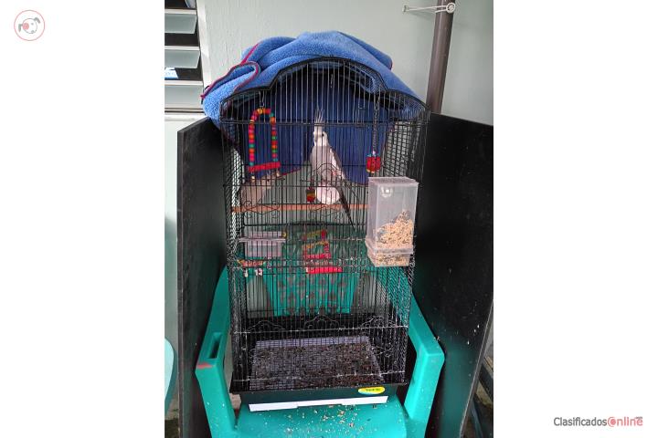 Pareja de Cockatiel Puerto Rico