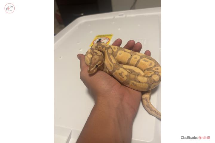 Python bola banana  Puerto Rico