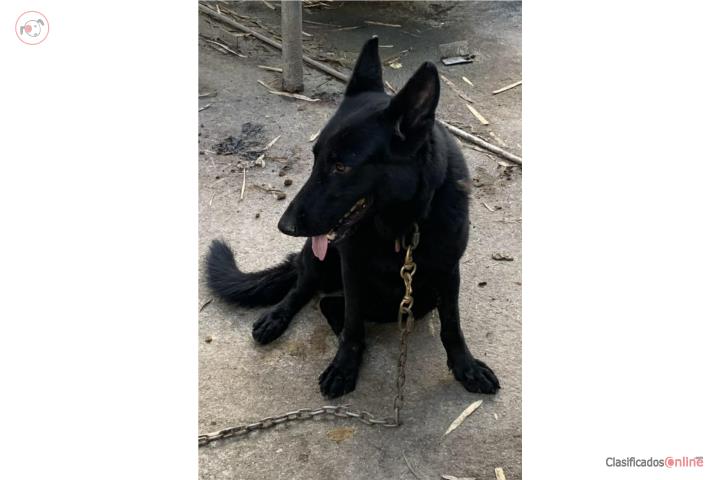 Se vende German shepherd  Puerto Rico