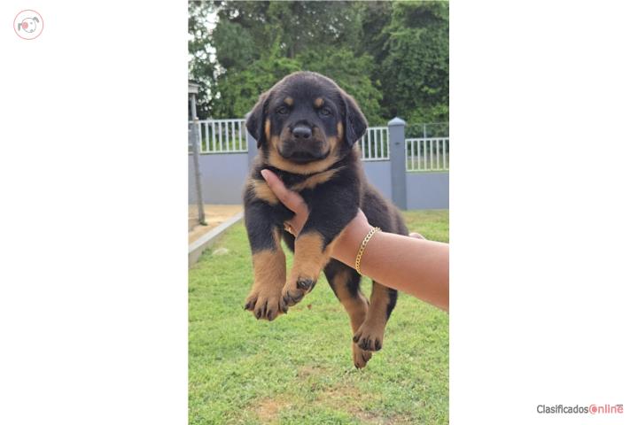 Rottweiler hembras  Puerto Rico