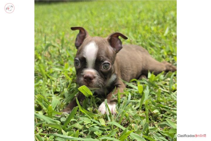 Boxton Terrier Red Puerto Rico