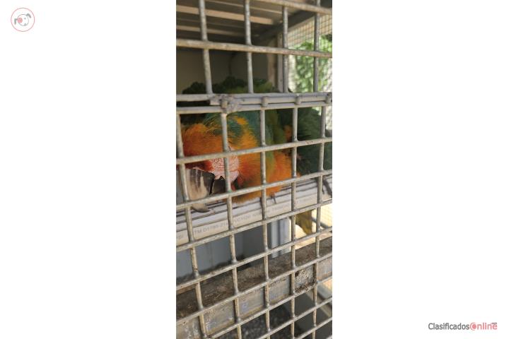GUACAMAYA CATALINA Puerto Rico