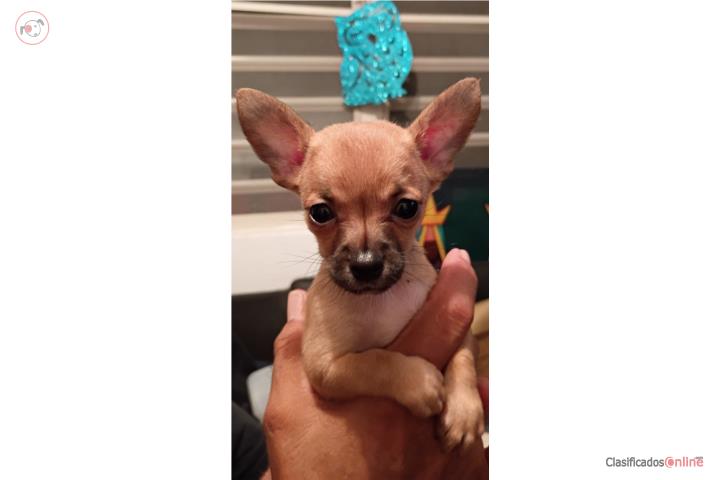 Chihuahua macho Puerto Rico