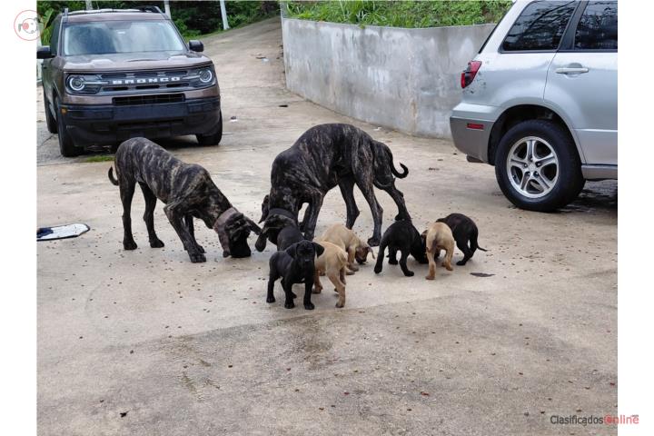 Fila Brasileiro Puerto Rico