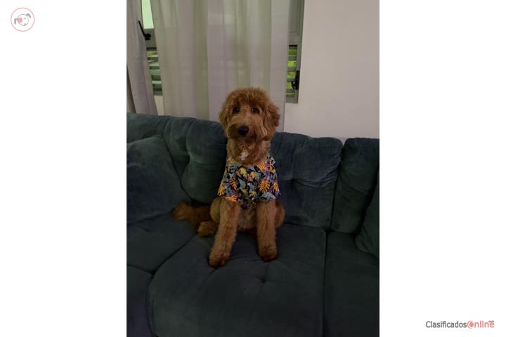 Perro goldendoddle standard  Puerto Rico