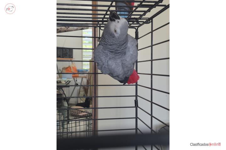 African Grey Congo Puerto Rico