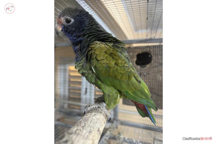 Pionus Macho  Puerto Rico