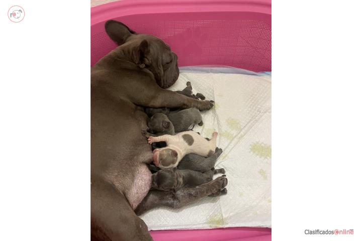 French Bulldog Puerto Rico