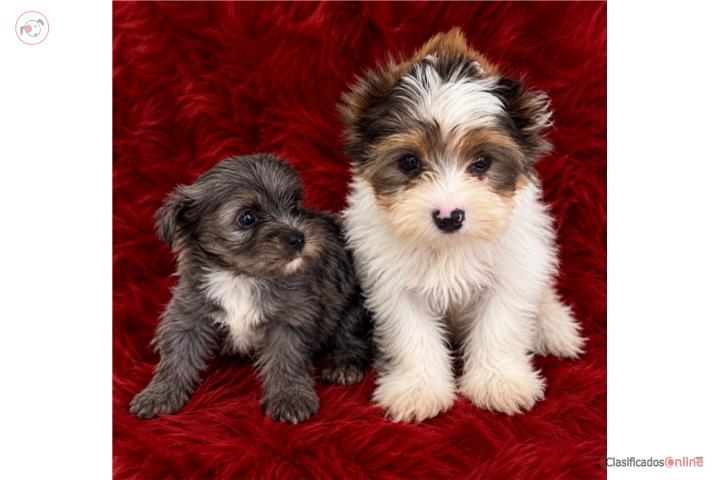 Yorkie blueberry merley Puerto Rico