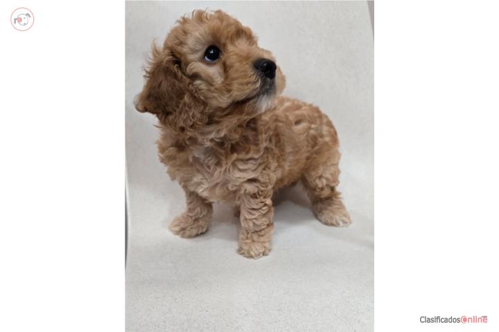 Mini golden doodle  Puerto Rico
