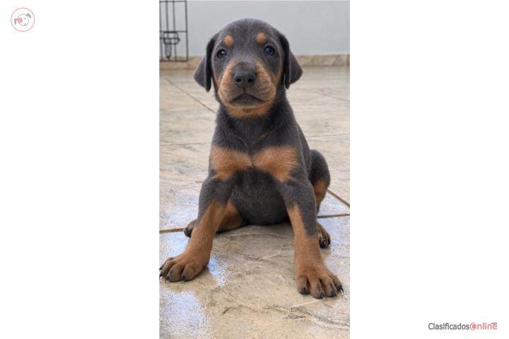 Dobermans Azul ( Charcoal Grey ) Puerto Rico
