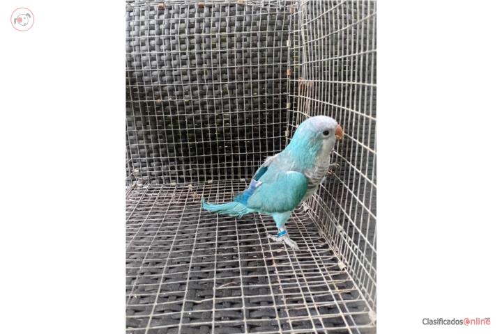 Quaker macho  Puerto Rico