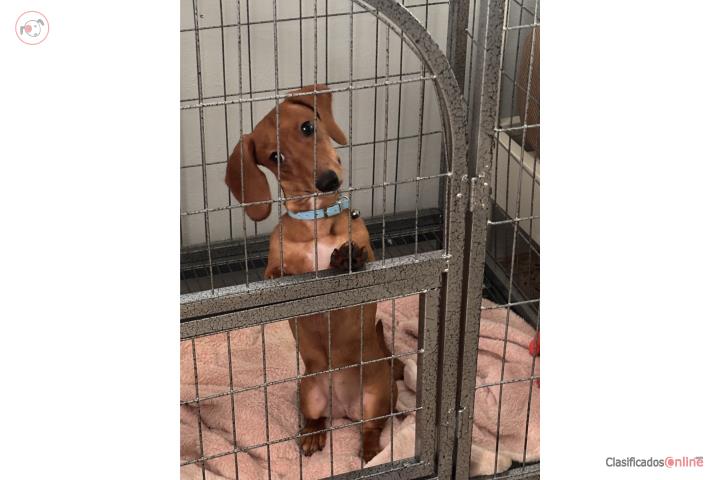 Dashund red  Puerto Rico