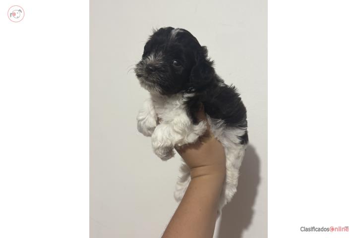 Schnauzer Miniatura Liver Parti Ticking Puerto Rico